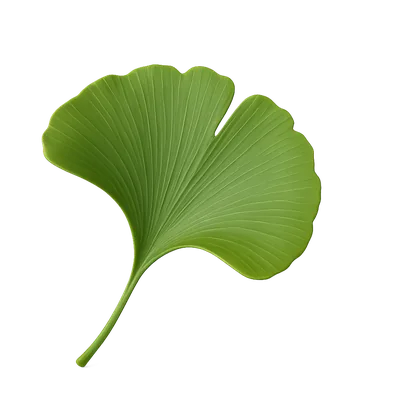 Liść miłorzębu japońskiego (Ginkgo biloba) — składnik Aurivit